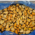 High Quality Frozen Sea Food Shell Green Mussel for Sale